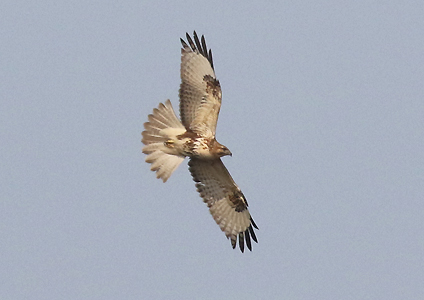 Eastern Buzzard