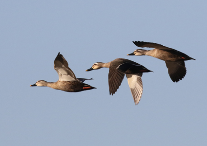 Eastern Spotbilled Duck