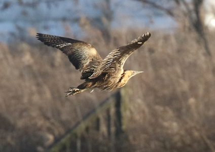 Eurasian Bittern