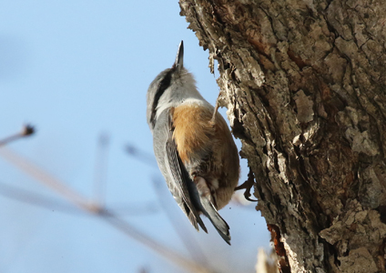 Eurasian Nuthatch