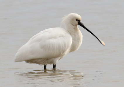 Eurasian Spoonbill - South Korea winter birds photo gallery