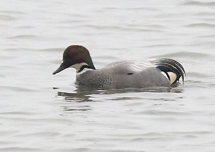 Falcated Duck