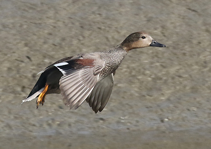 Gadwall