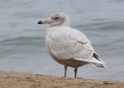 Glaucous Gull