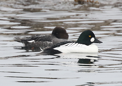 Goldeneye