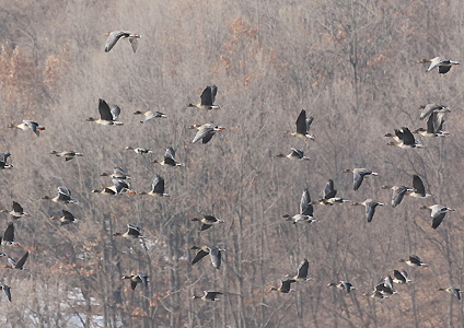 Goose Flock