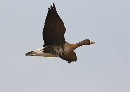 Greater White-fronted Goose