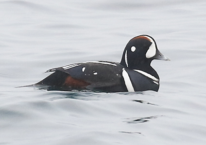 Harlequin Duck