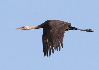 Hooded Crane