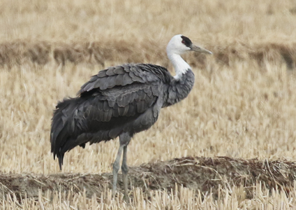 Hooded Crane