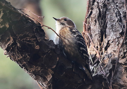 Japanese Pygmy Woodpecker