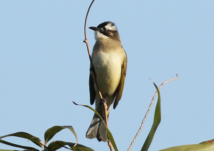 Light-vented Bulbul