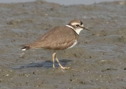 Long-billed Plover