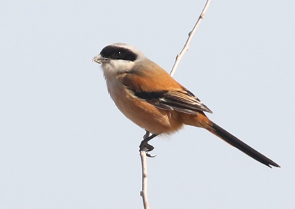 Long-tailed Shrike