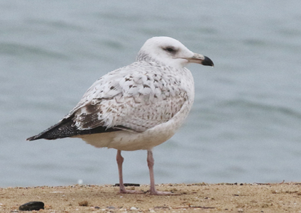 Mongolian Gull