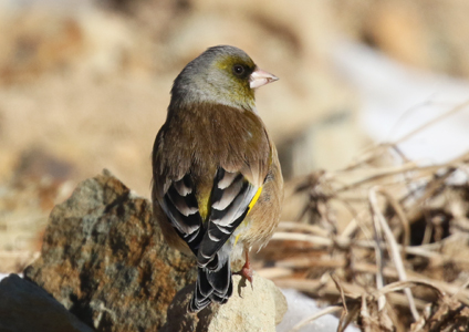 Oriental Greenfinch