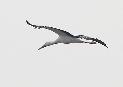 Oriental Stork