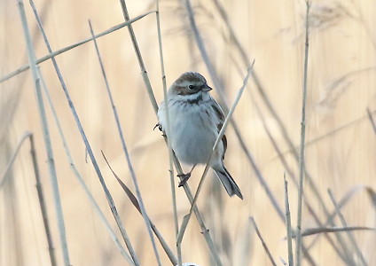 Pallas's Reed Bunting