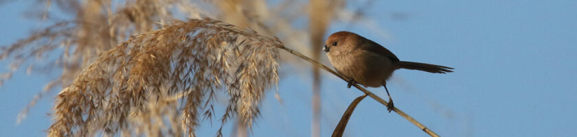 Vinous-throated Parrotbill