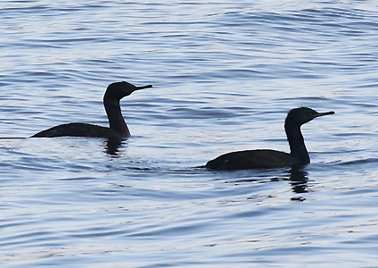 Pelagic Cormorant