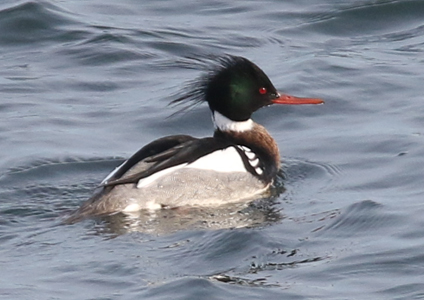 Red-breasted Merganser