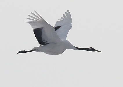 Red-crowned Crane