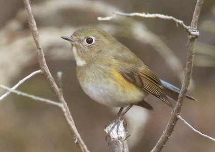 Red-flanked Bluetail