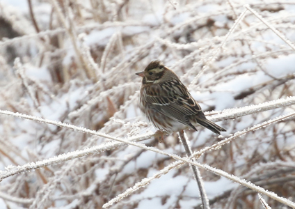 Rustic Bunting