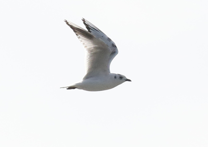 Saunders's Gull