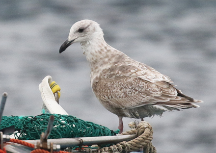 Slaty-backed Gull