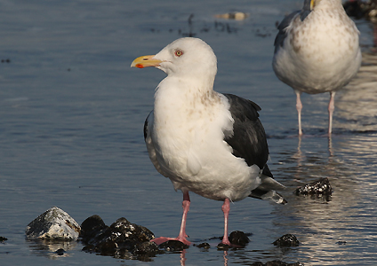 Slaty-backed Gull