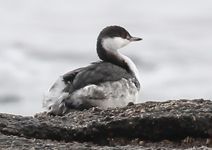 Slavonian Grebe