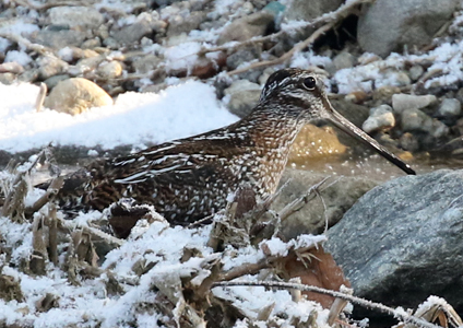 Solitary Snipe