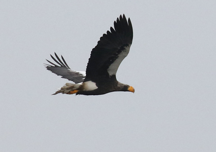 Steller's Sea Eagle