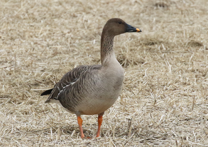 Taiga Bean Goose