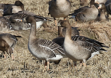 Tundra Bean Geese