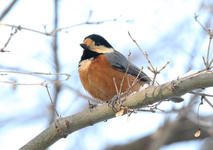 Varied Tit