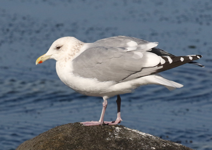 Vega Gull