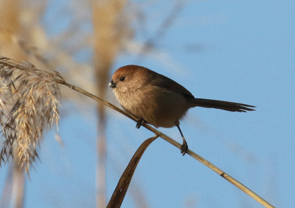 Vinous-throated Parrotbill