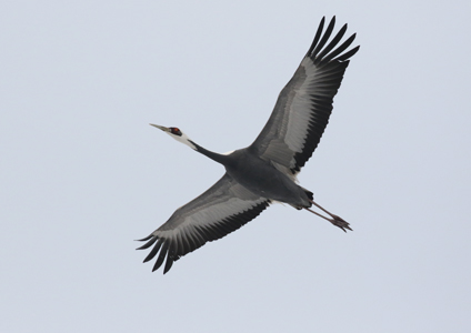 White-naped Crane