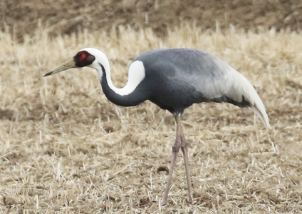 White-naped Crane