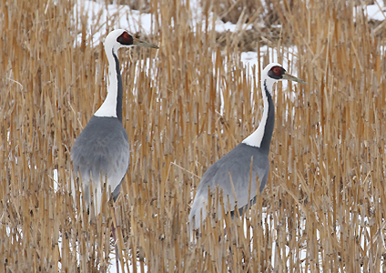 White-naped Cranes