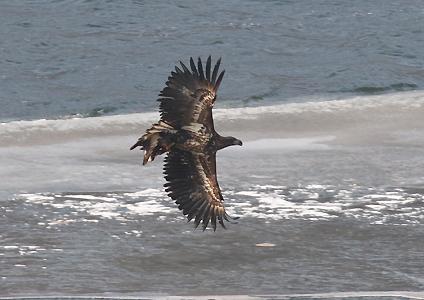 White-tailed Eagle