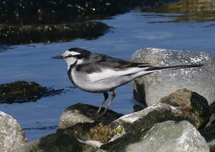 White Wagtail