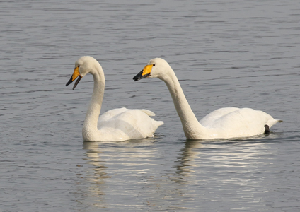 Whooper Swan