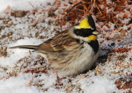 Yellow-throated Bunting