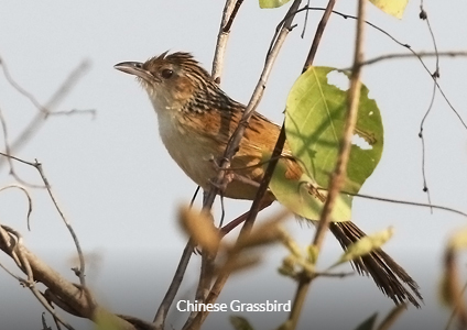 Chinese Grassbird