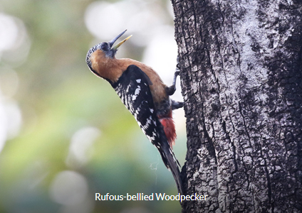 Rufous-bellied Woodpecker