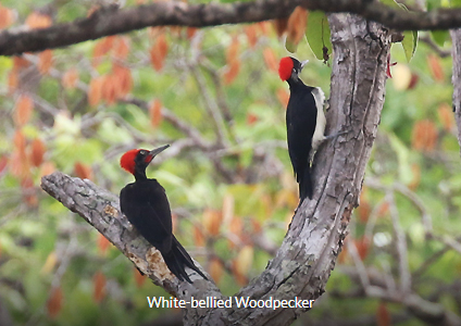 White-bellied Woodpecker