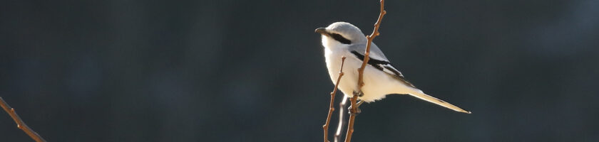 Chinese Grey Shrike